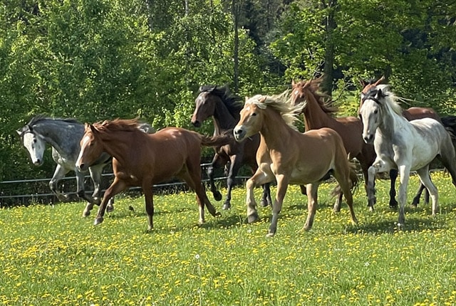 Pferde jung
