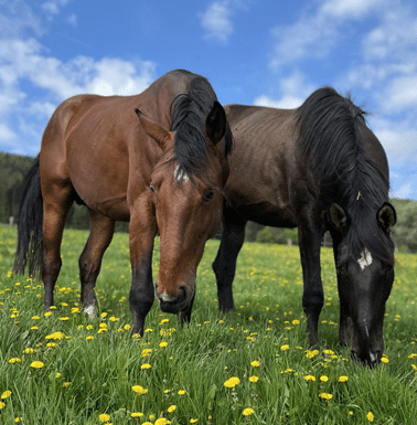 Zwei Pferde grasen